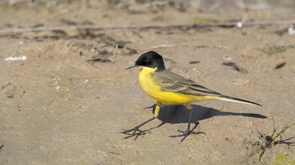 Western Yellow Wagtail